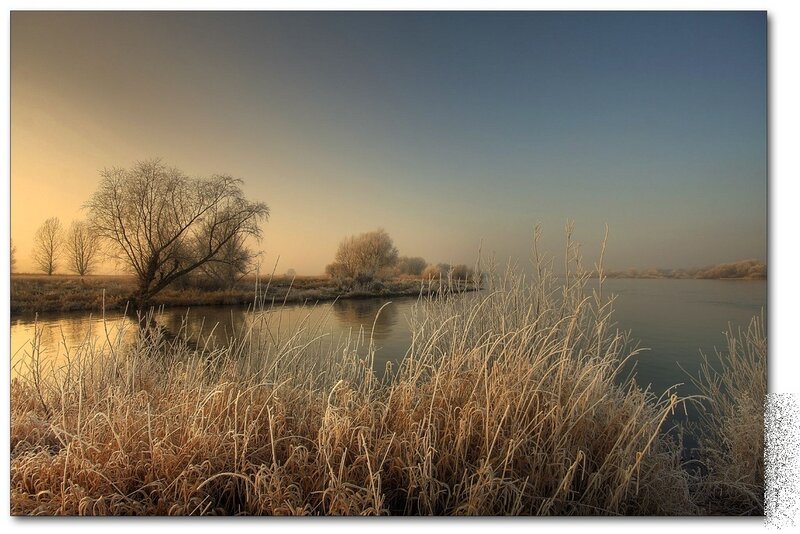 Frost-covered Reeds by River