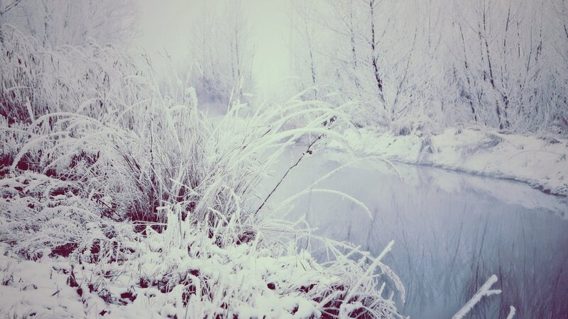 Frost-covered Reeds by River — White