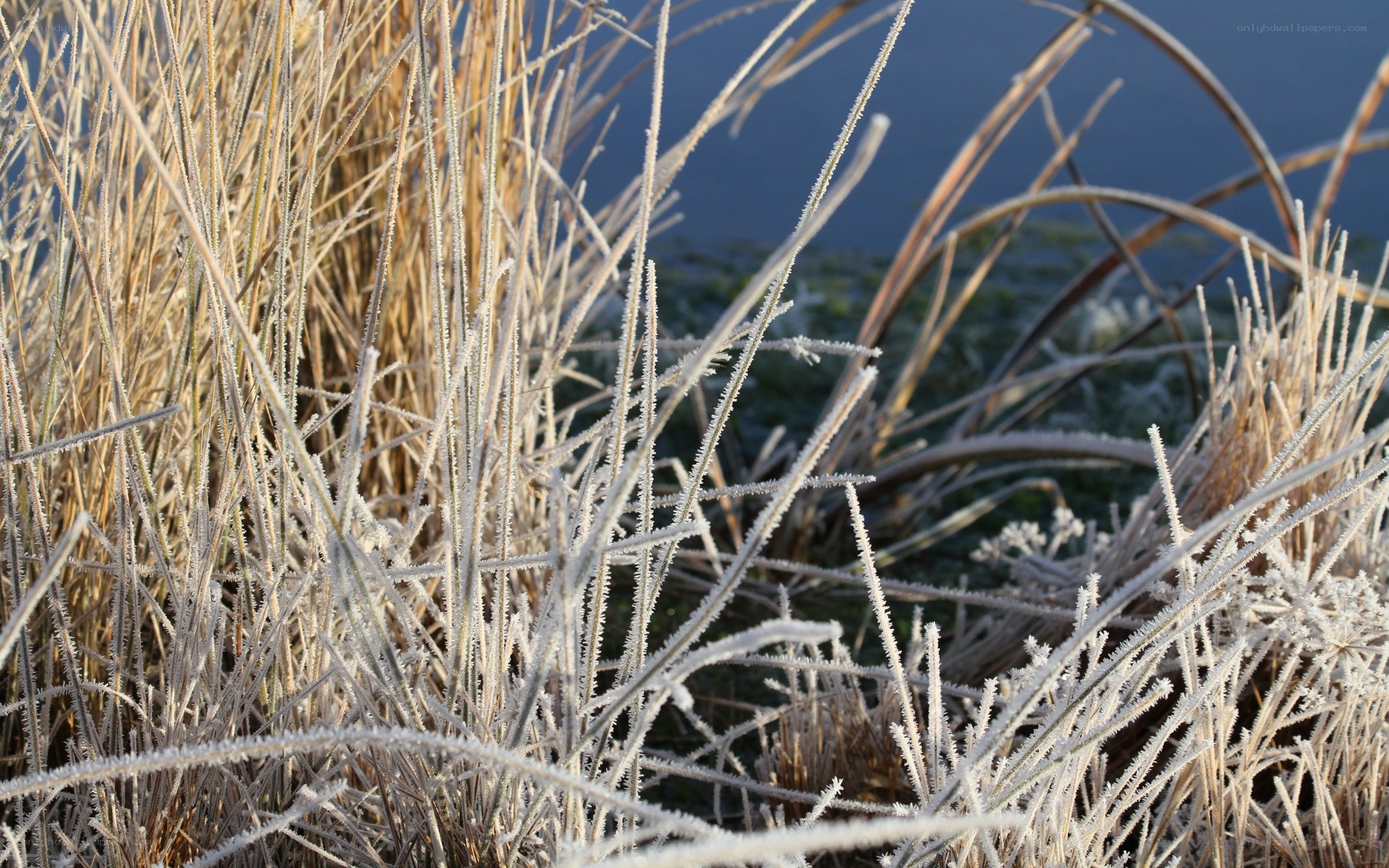 Frost-covered reeds by water