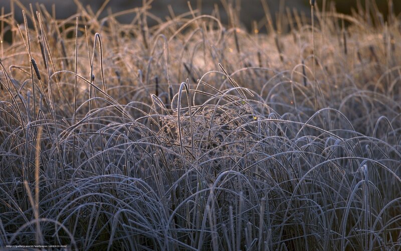 Frost-covered Reeds — Gray