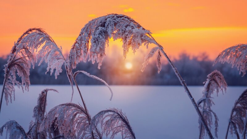 Frost-covered Reeds — Orange