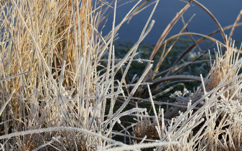 Frost-covered Reeds