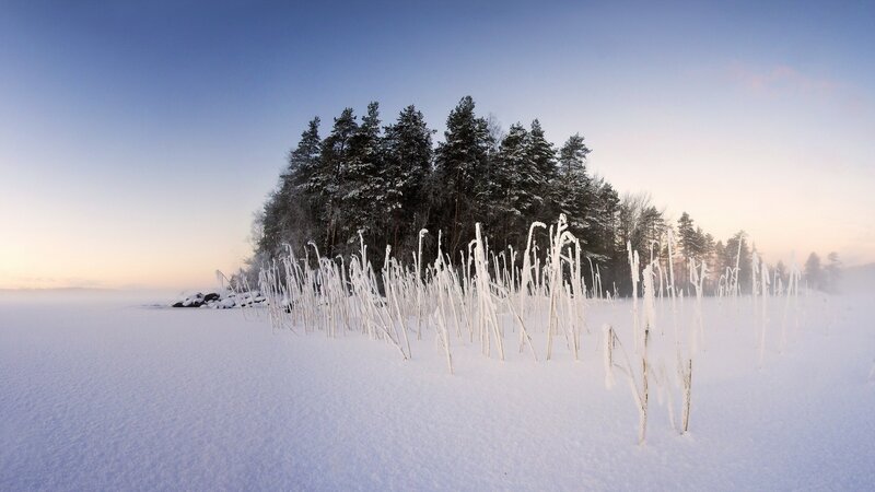 Frost-covered Reeds — White