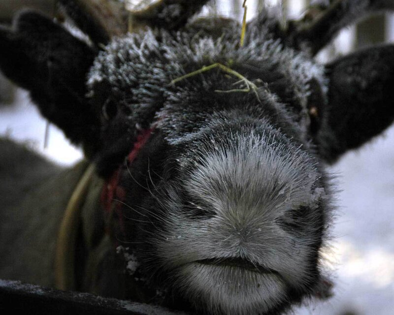 frost-covered reindeer face
