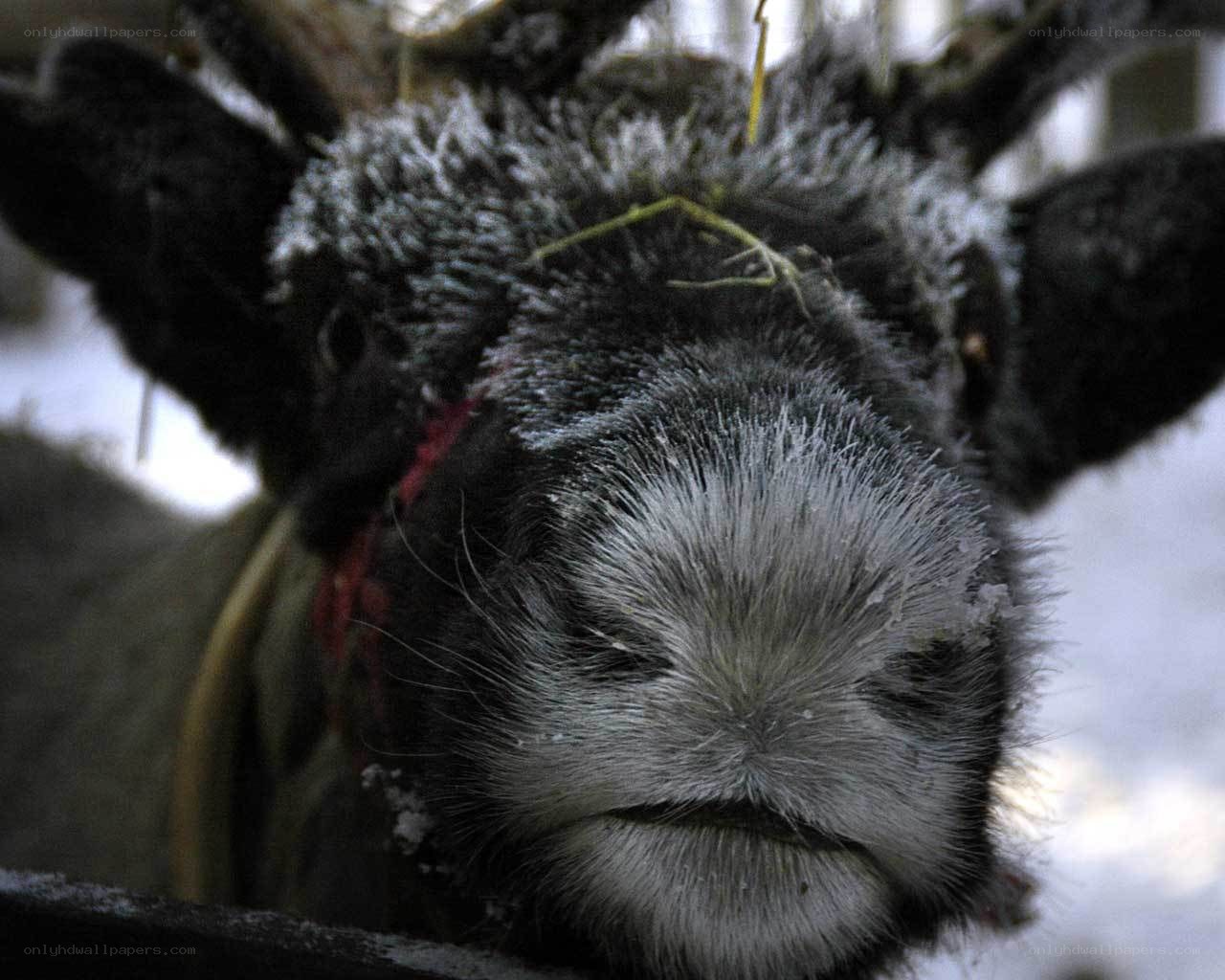 frost-covered reindeer face