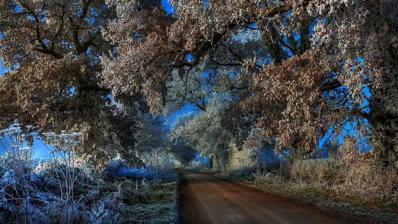 Frost-covered Road — Blue, Serene, Winter, Photograph, Trees