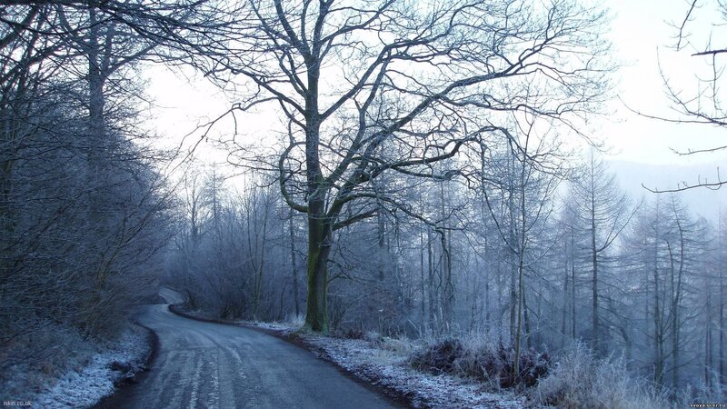 Frost-covered Road in Forest — Blue