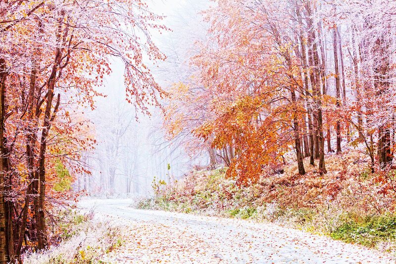 Frost-covered Road in Forest