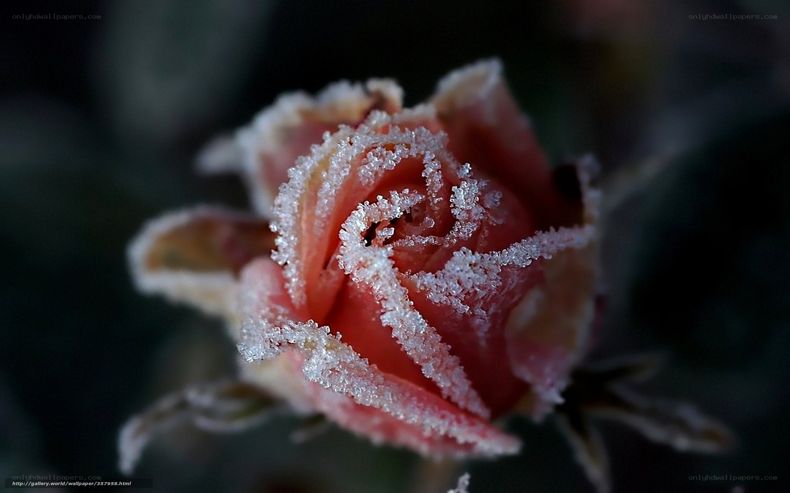frost-covered rose bud