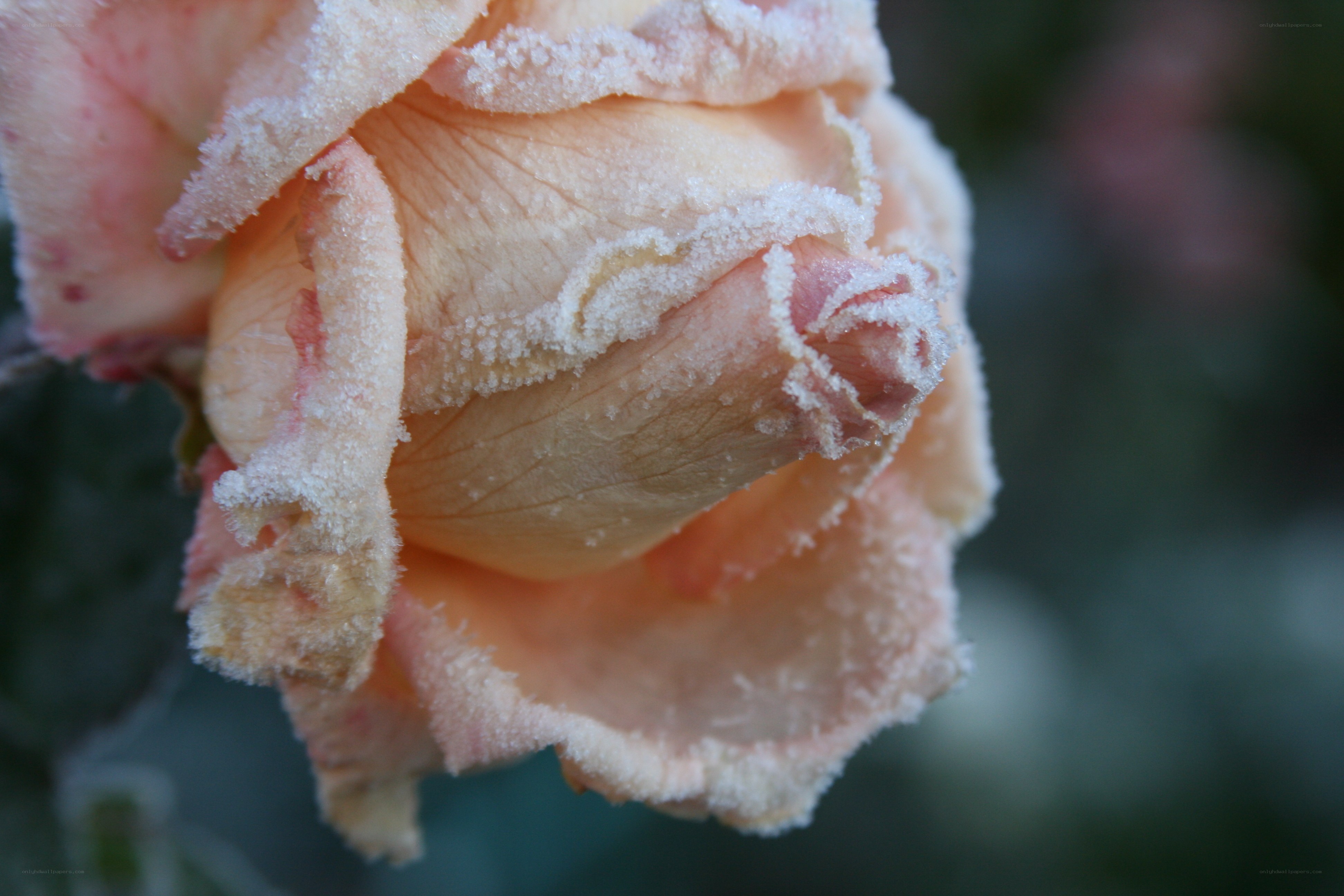 frost-covered rose bud