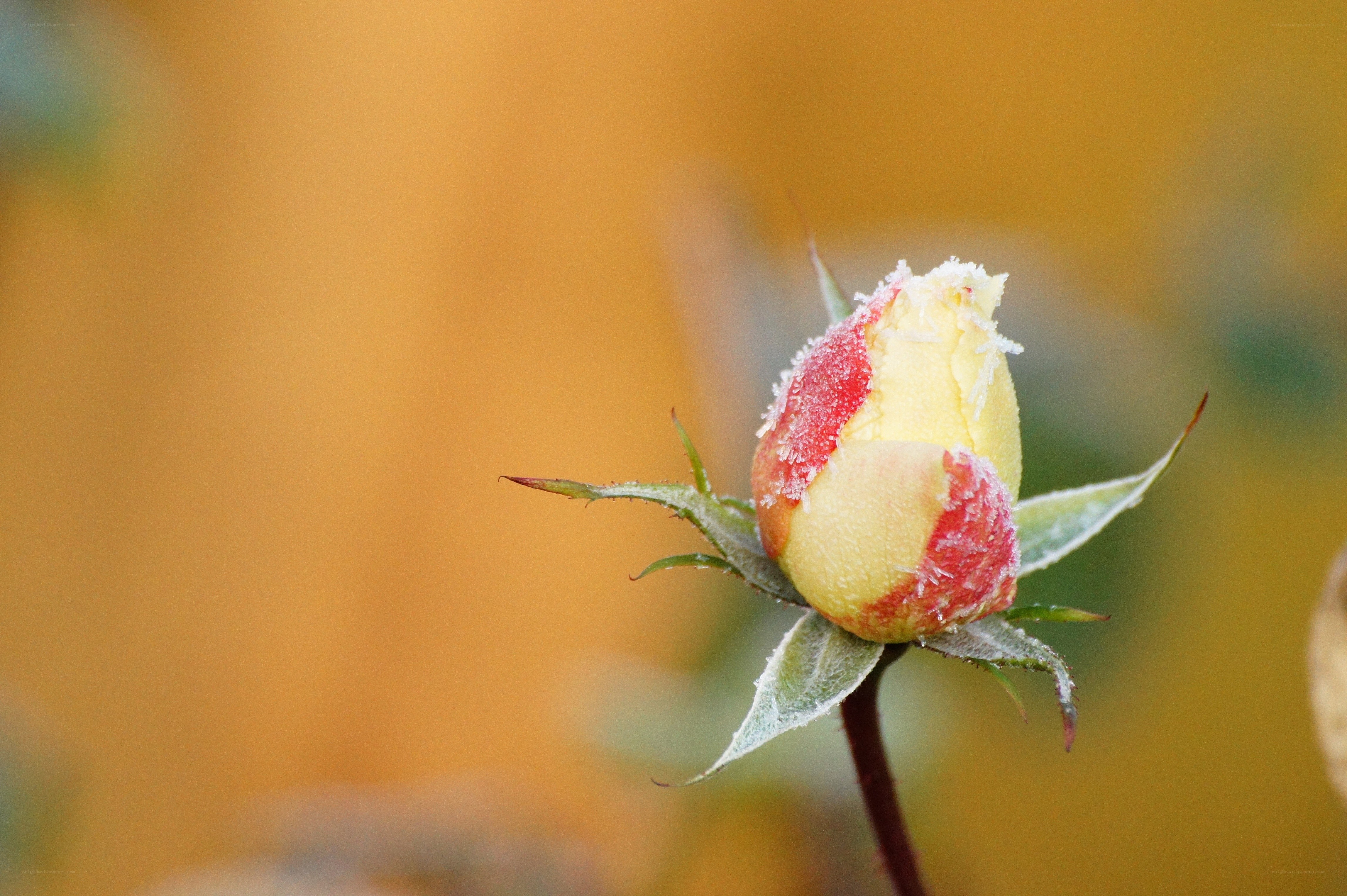 frost-covered rose bud
