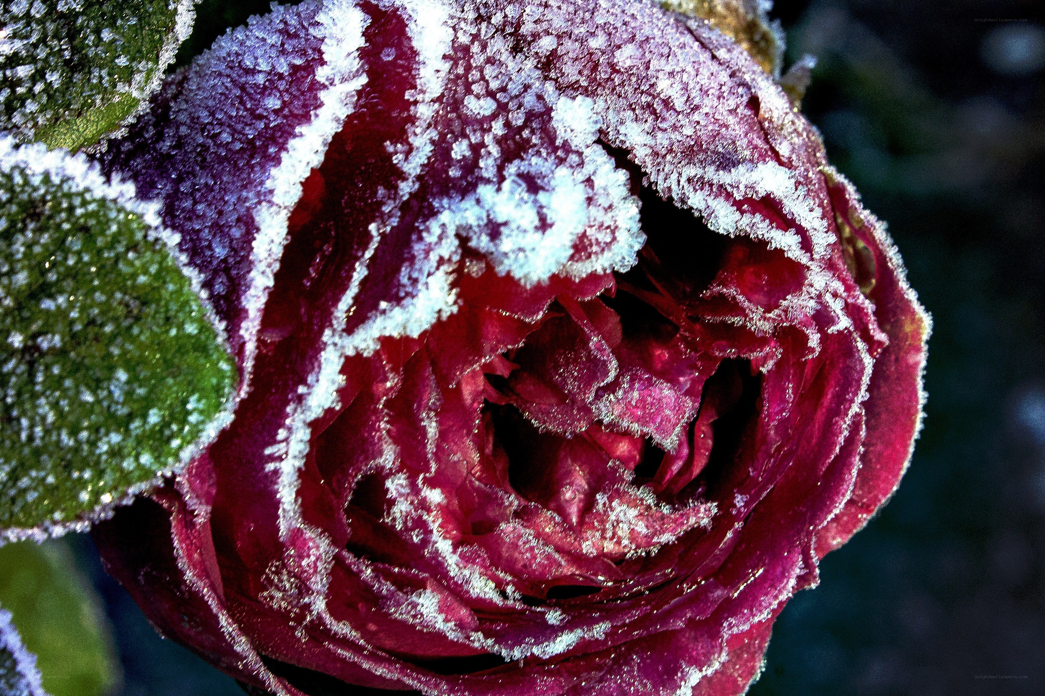 frost-covered rose bud