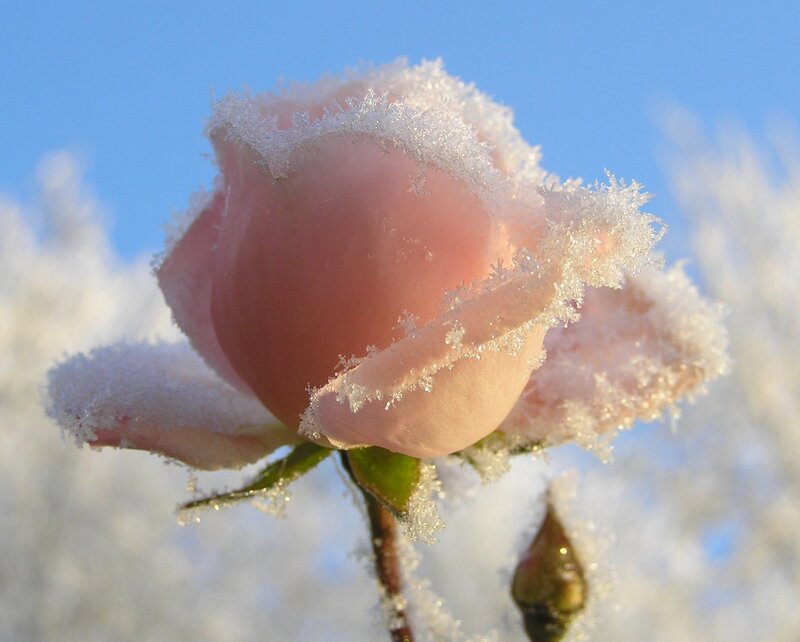 frost-covered rose bud
