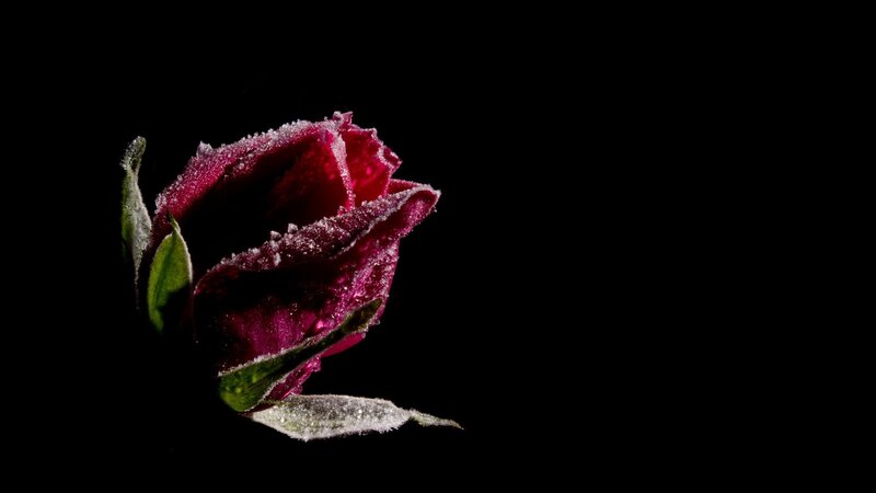 Frost-covered Rose Bud — Black