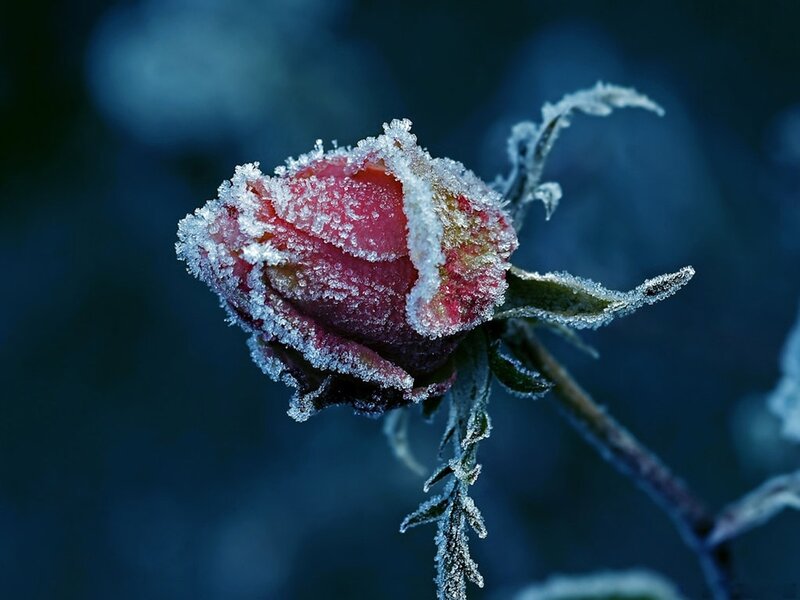 Frost-covered Rose Bud — Blue, Cold