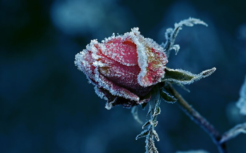 Frost-covered Rose Bud — Blue, Cold, Winter, Photograph
