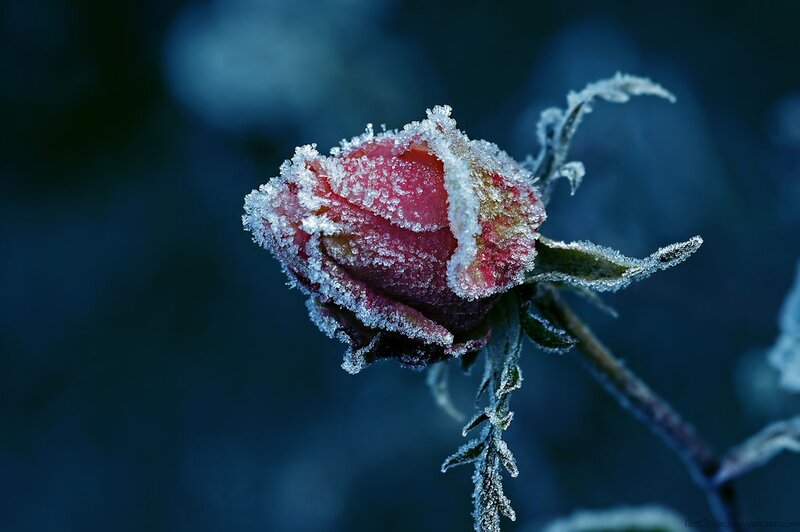 Frost-covered Rose Bud — Blue
