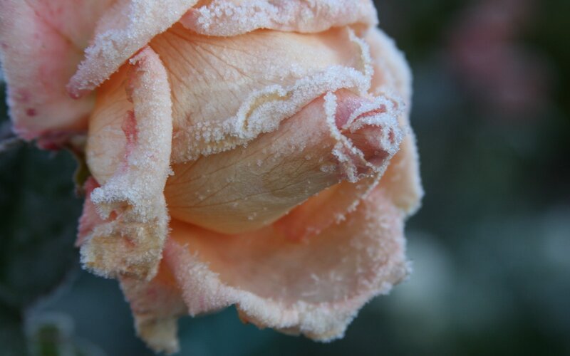 Frost-covered Rose Bud — Pink, Calm