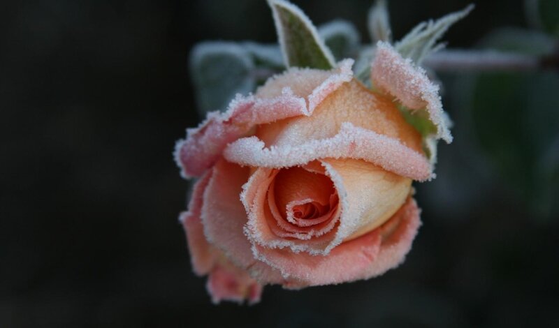 Frost-covered Rose Bud — Pink, Calm, Winter, Photograph, Frost