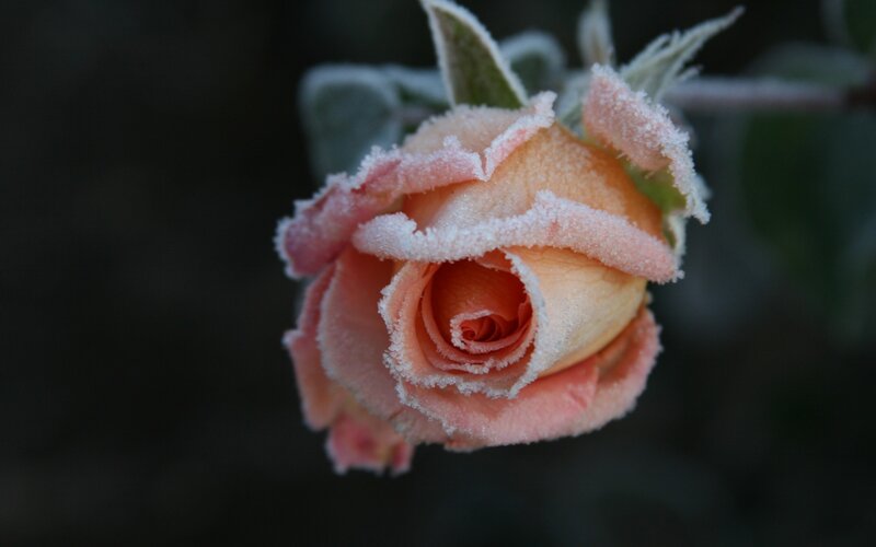 Frost-covered Rose Bud — Pink, Calm, Winter, Photograph