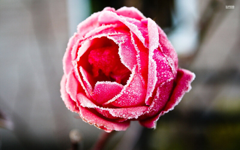 Frost-covered Rose Bud — Pink, Calm, Winter