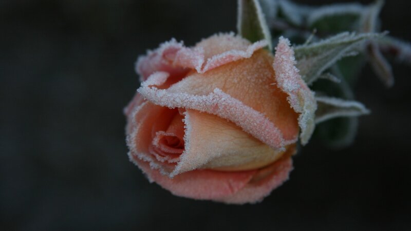 Frost-covered Rose Bud — Pink, Cold