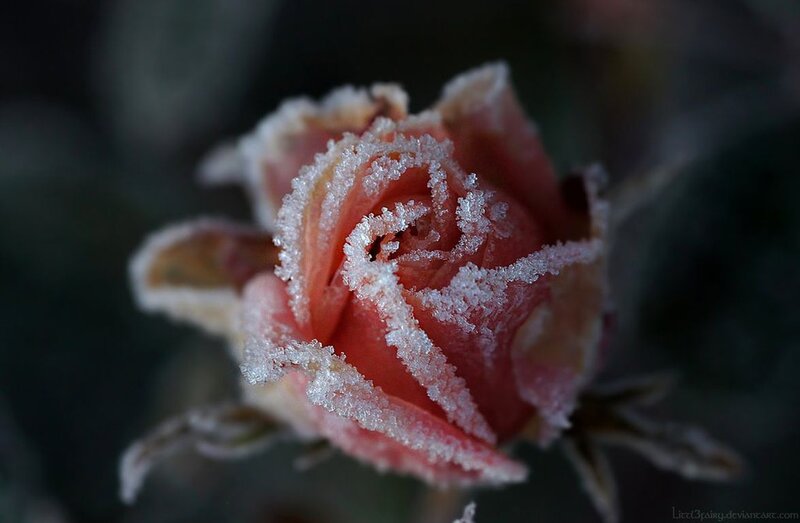 Frost-covered Rose Bud — Pink, Dramatic