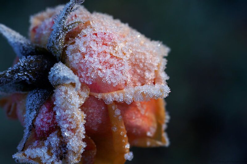 Frost-covered Rose Bud — Pink
