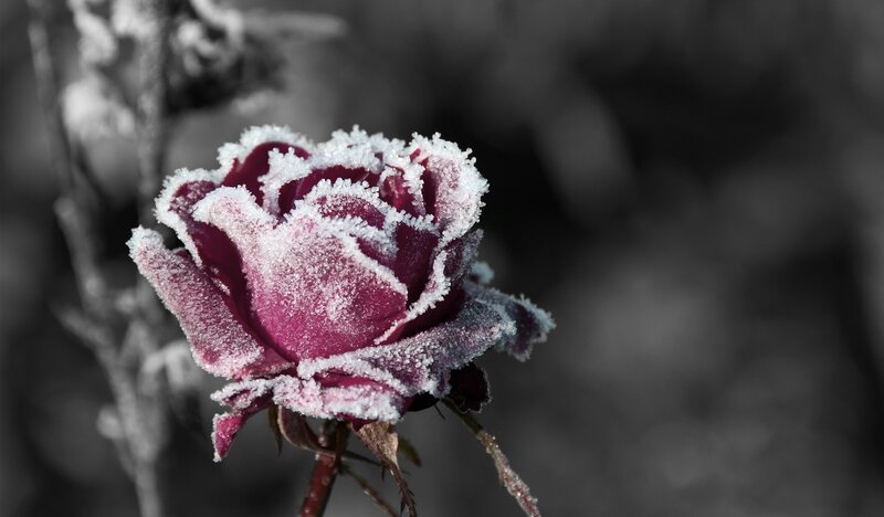Frost-covered Rose Bud — Purple, Cold