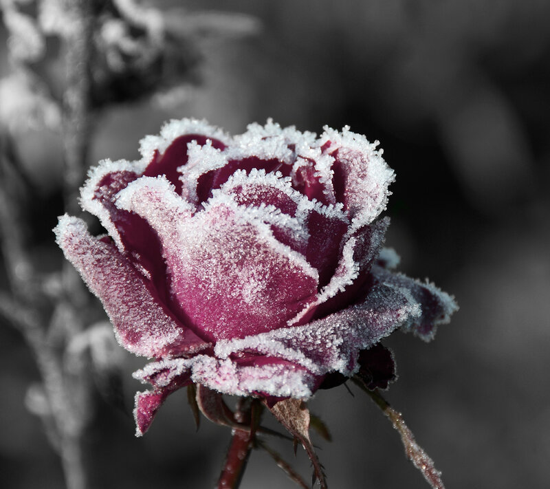 Frost-covered Rose Bud — Purple