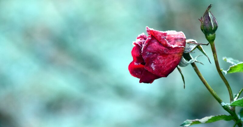 Frost-covered Rose Bud — Red, Calm