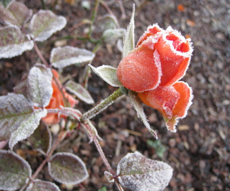 Frost-covered Rose Bud — Red, Cold