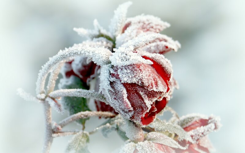 Frost-covered Rose Bud — Red, Cold, Winter