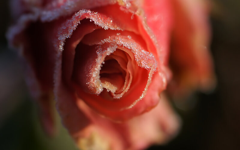 Frost-covered Rose Bud — Red, Dramatic