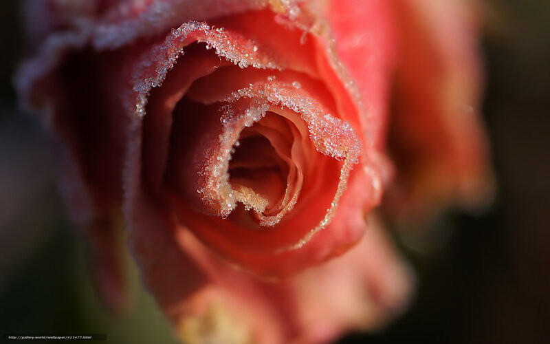 Frost-covered Rose Bud — Red, Dramatic, Winter, Photograph, Frost