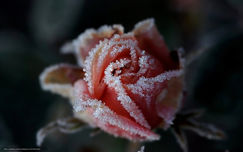 Frost-covered Rose Bud — Red, Dramatic, Winter, Photograph