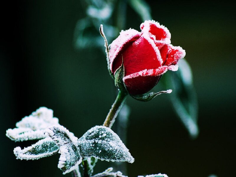 Frost-covered Rose Bud — Red, Dramatic, Winter