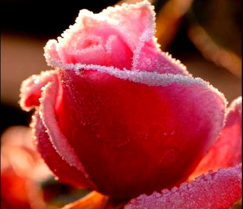 Frost-covered Rose Bud — Red