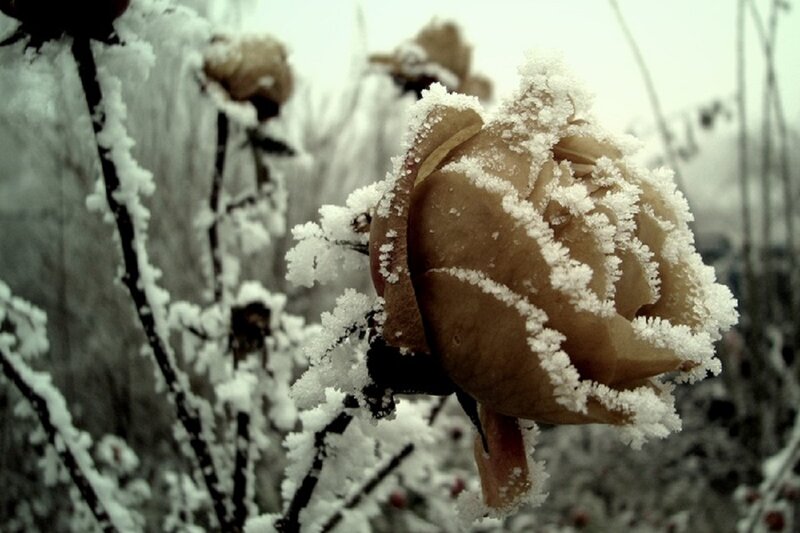 Frost-covered Rose Bud — White