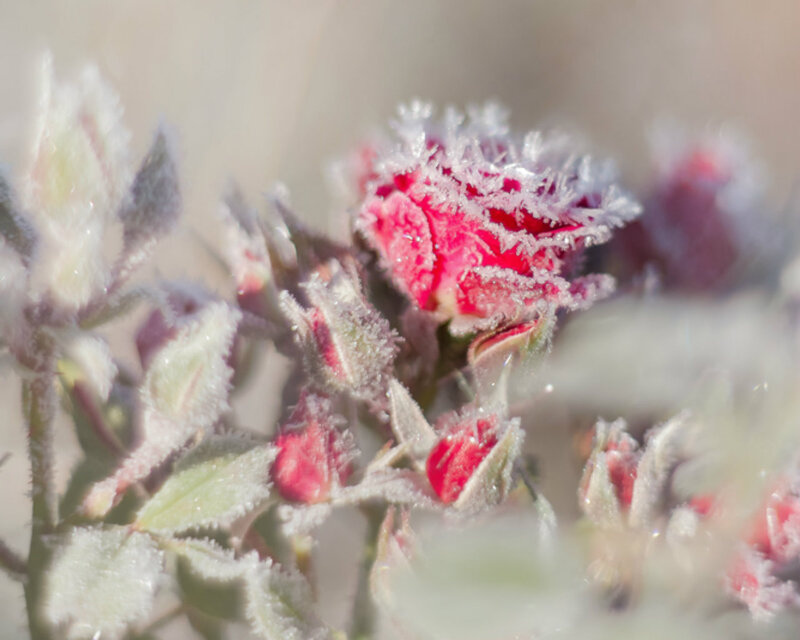 Frost-covered Rose Buds — Red, Cold