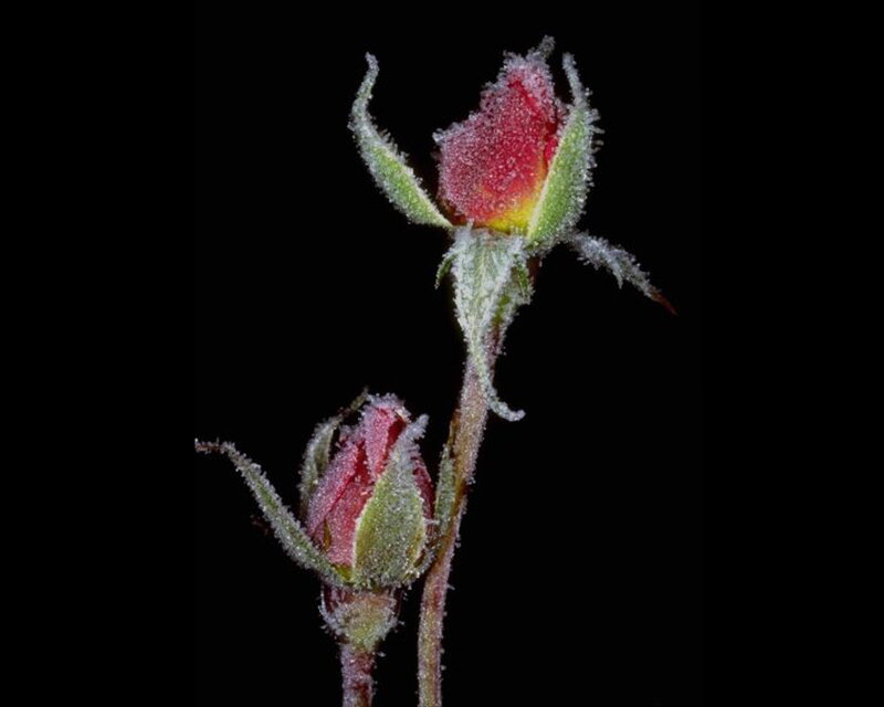 Frost-covered Rose Buds — Red, Dramatic