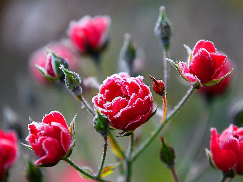 Frost-covered Rose Buds — Red
