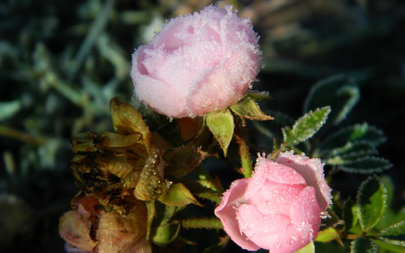 frost-covered rose buds