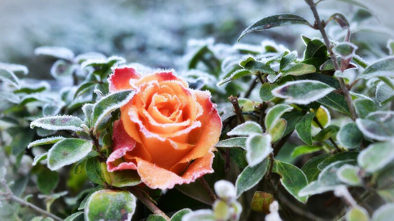 Frost-covered Rose Flower — Orange, Calm