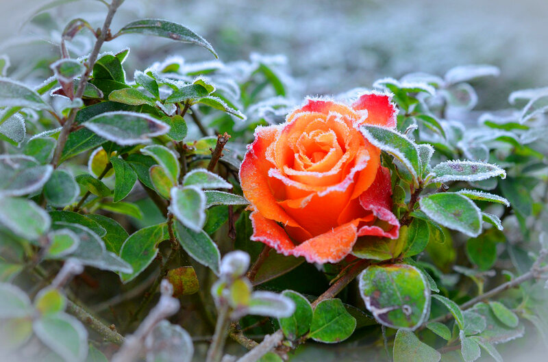 Frost-covered Rose Flower — Orange