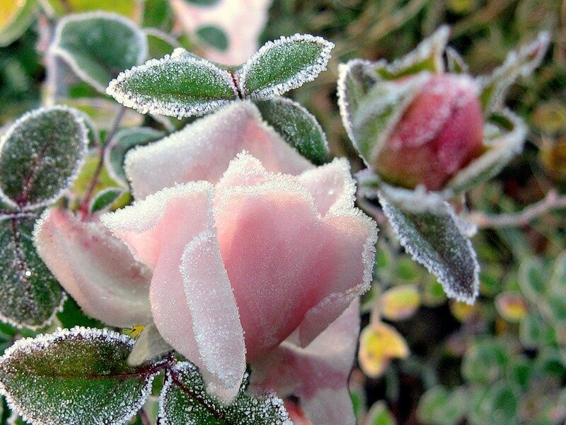 Frost-covered Rose Flower — Pink, Cold