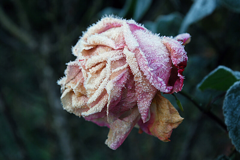 Frost-covered Rose Flower — Pink, Cold, Winter, Photograph, Frost