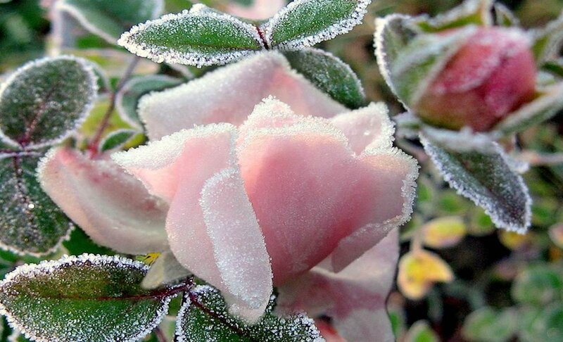 Frost-covered Rose Flower — Pink, Cold, Winter, Photograph
