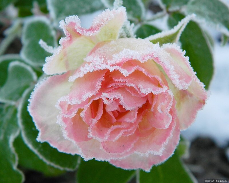 Frost-covered Rose Flower — Pink, Cold, Winter