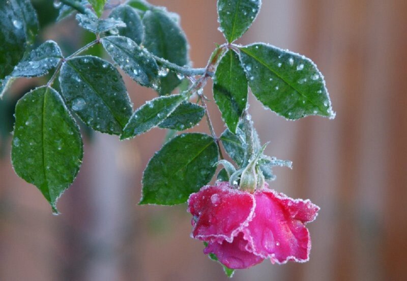 Frost-covered Rose Flower — Pink